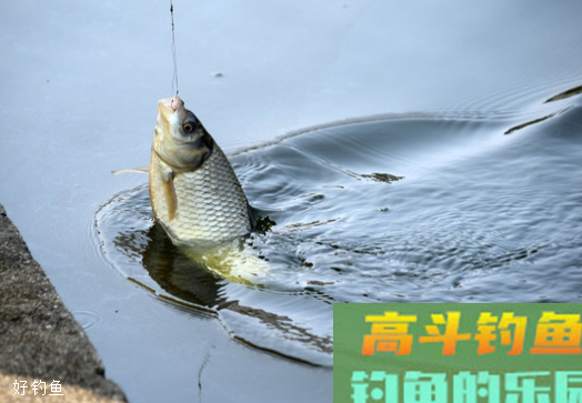 如何调漂找底？谈谈钓饵与调漂的关系