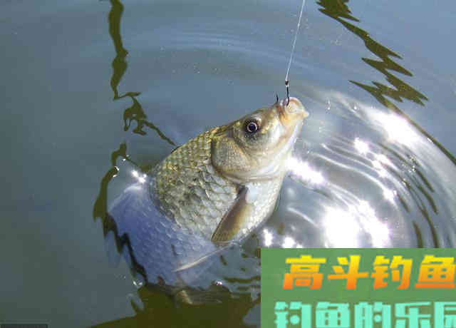 冬季鱼口轻，调钓宜钝不宜灵，原因就在这