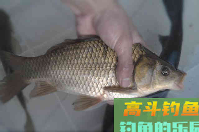 调漂的关键是根据鱼情和水情进行转换的