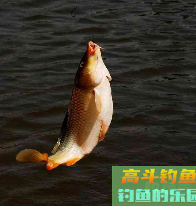 野钓调漂找底有必要吗？细节虽小，影响却不小