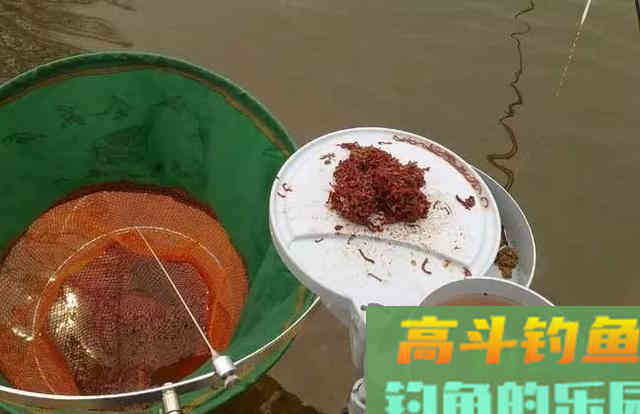 用红虫钓鱼怎么调漂？注意四个点