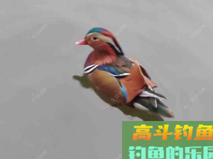 聊一聊钓鱼前的找底调漂操作