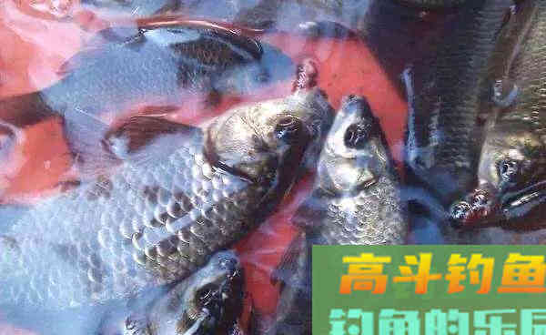 秋季野钓你还在用调四钓二吗？ 这样调漂，连杆不断