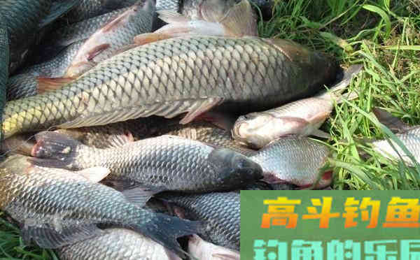 钓鱼调漂：都是调几钓几，双饵状态一样吗
