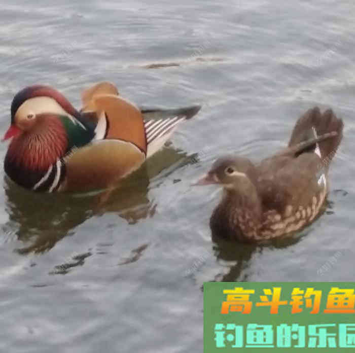 聊一聊钓鱼前的找底调漂操作