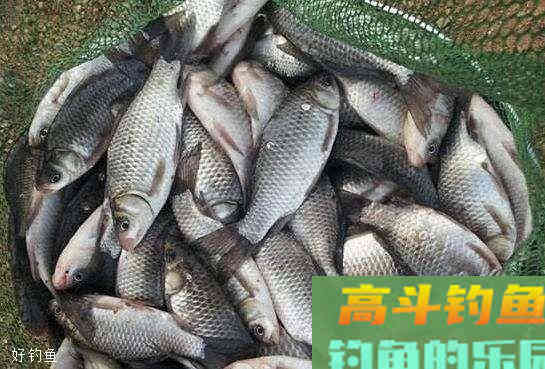 调四钓二的由来及不同情况下的调钓方法