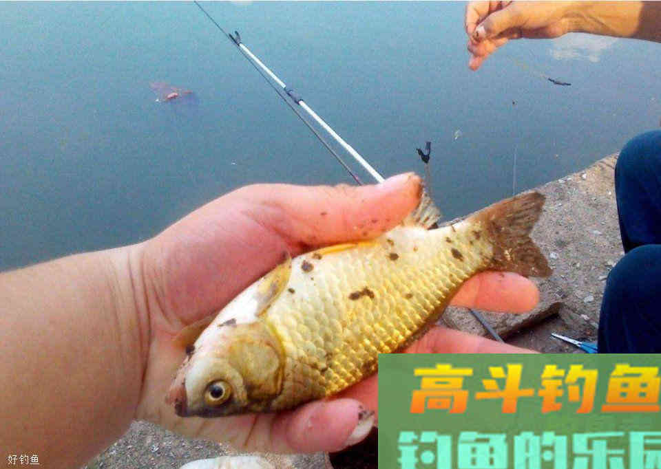 江河野钓鲫鱼详细的调漂步骤和技巧