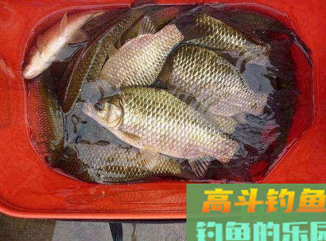 干扰浮漂信号“灵”与“钝”的因素有哪些