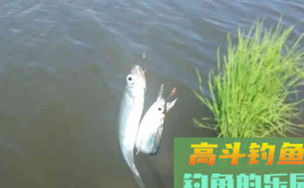 野钓调漂，宜钝不宜灵的四大理由