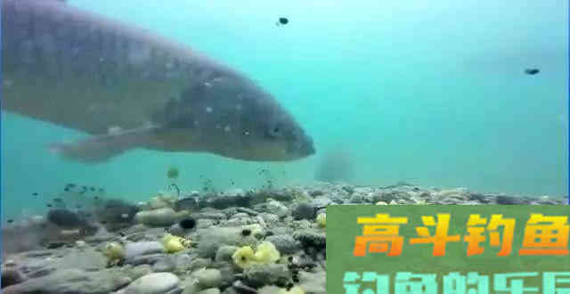 钓鱼高手这样调漂，从没有空军过