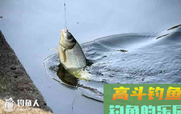 鱼吃食与浮漂调整的关系