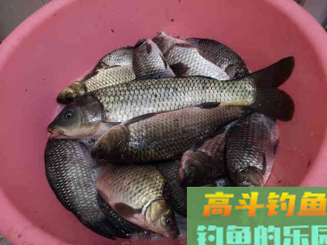春季钓鱼两种调漂方法推荐，出口清晰抓口快