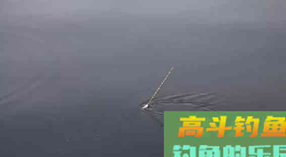 漂相明明很清楚，提竿总是打不中正口，太钓灵敏了