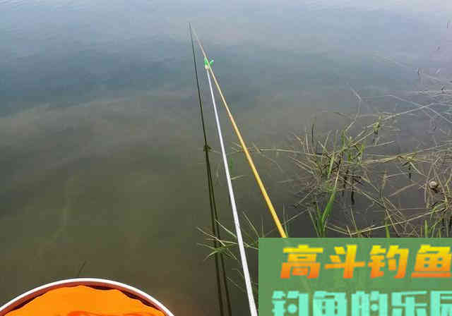 浮漂有力下沉，提竿却无鱼！钓友别发愁，来看看