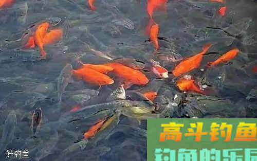 根据2种鱼情选择调灵、调顿的技巧