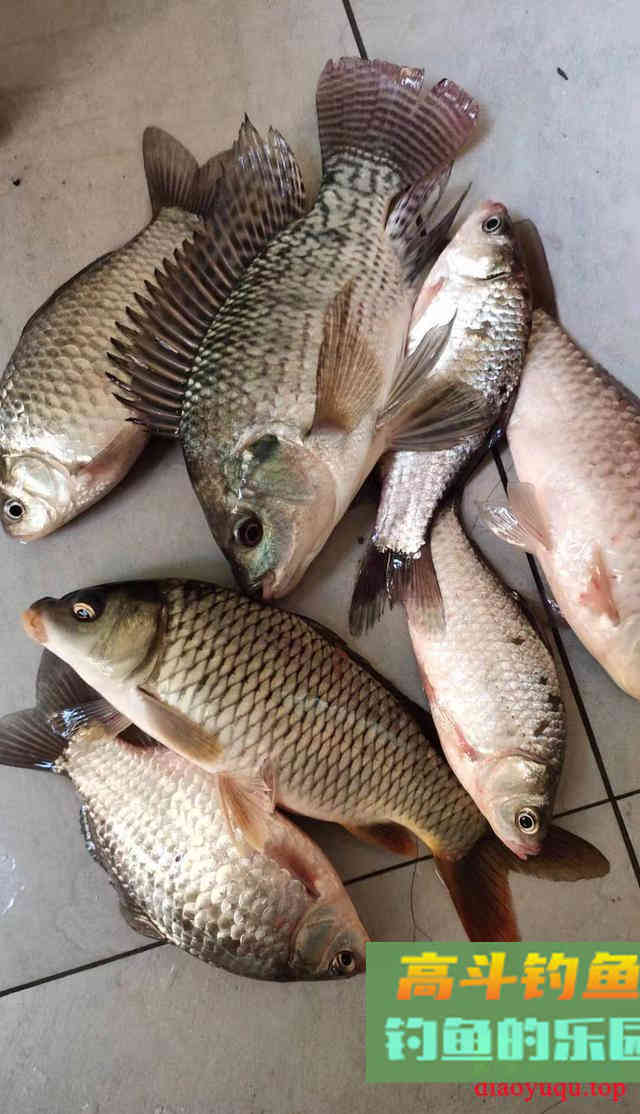 浮漂上有信号，就是提不上鱼，多数是这五个原因导致