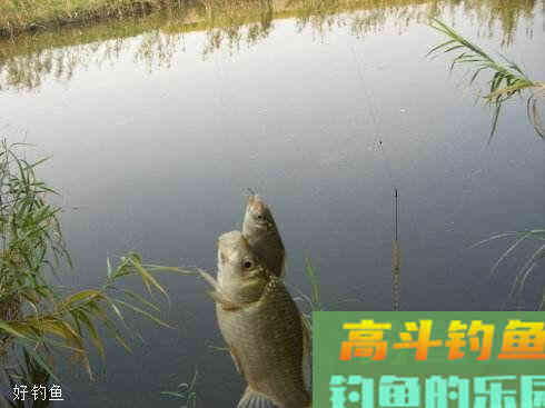 钓鲫鱼正确调漂方式，上手快