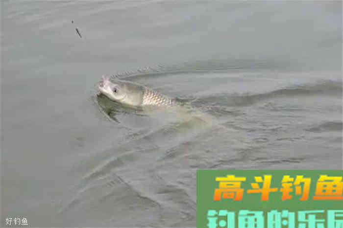 秋季野钓适用的调漂技巧，国庆出去浪一波