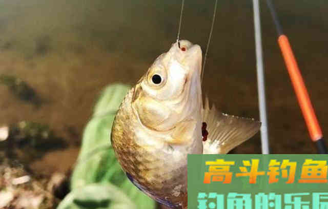 垂钓中，浮漂灵与钝的转化