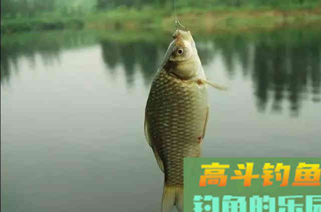 秋钓调漂中,最不应该忽视的三个误区或者坏习惯 秋钓调漂中,最不应该忽视的三个误区或者坏习惯