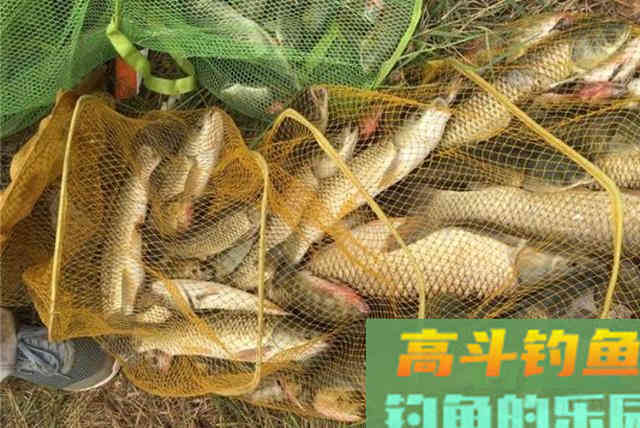 冬钓鱼口总不好？我从选漂到调漂只用了3招