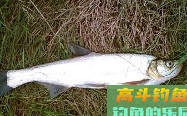 从鱼的吃饵动作，说说浮漂的漂相，注意这些漂相