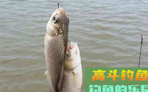相比带钩调漂，要说适合野钓的，还得是无钩剪子线调漂