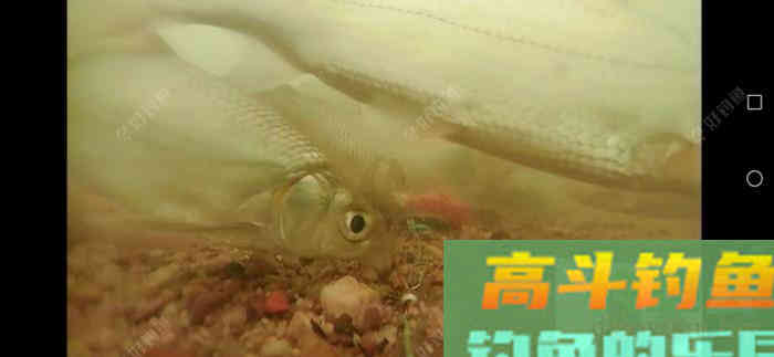 钓大鱼如何调漂，钓大鱼应该注意什么