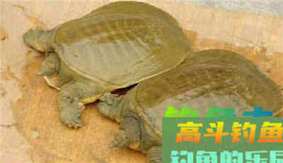 传统星漂钓常见对象鱼的不同漂相