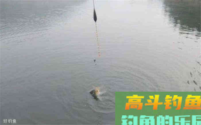 掌控冬季调漂技巧，大鱼钓到手酸