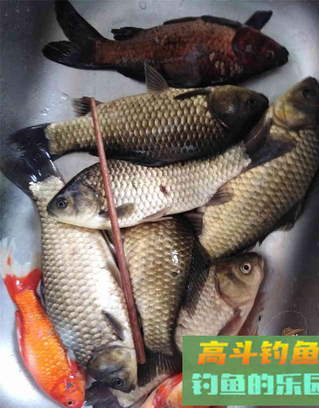调灵和调钝到底有什么区别？大部分钓友意想不到