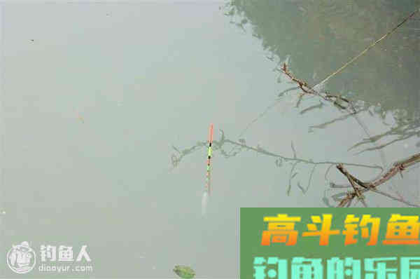 高手分享清晰顿口漂像的调钓见解