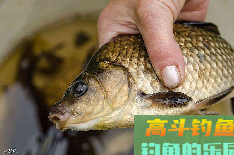 野钓带饵调漂最实用，老钓友野钓带饵调漂技巧