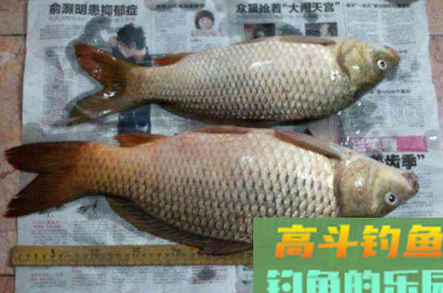 野钓鲤鱼的一些调漂方法与思路，而不是调的越钝越好