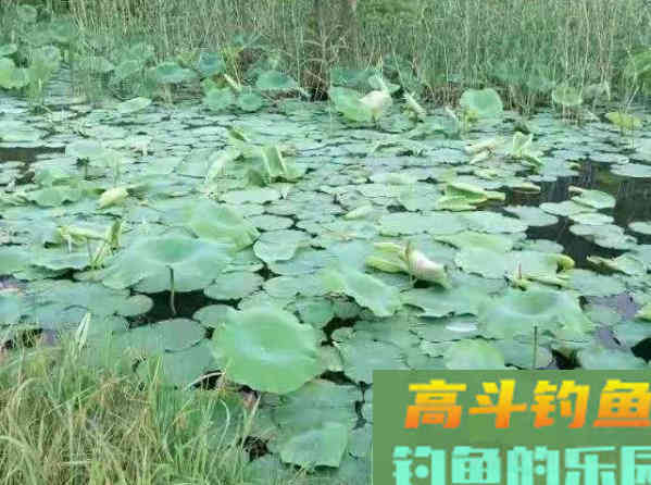 鱼口轻时不好钓？那也要看线组如何搭配，如何调漂