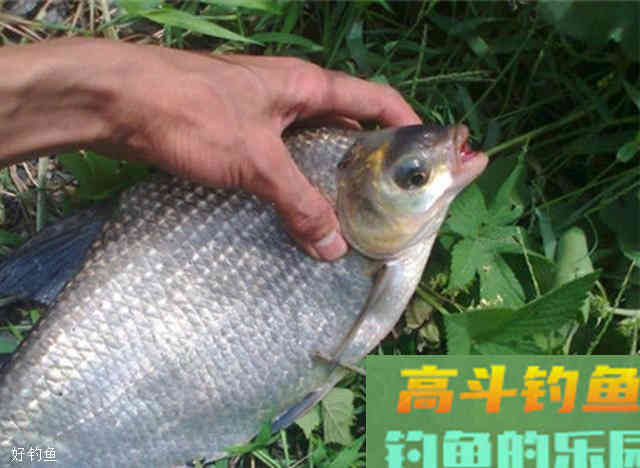 如何根据鱼情进行调漂？看这三点即可