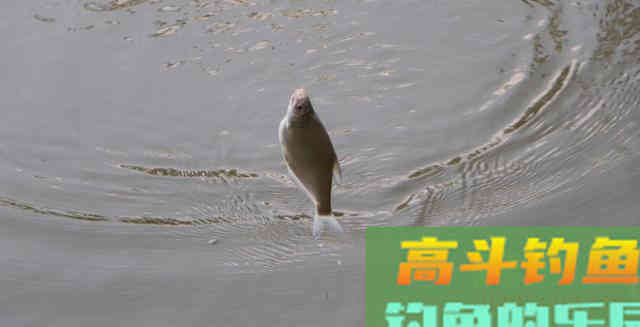 为什么你调钓之后钓不到鱼？老钓友教你如何判断