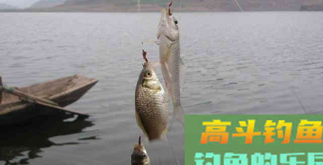 钓鱼时是上钩中鱼好，还是下钩中鱼好？你可能想错了