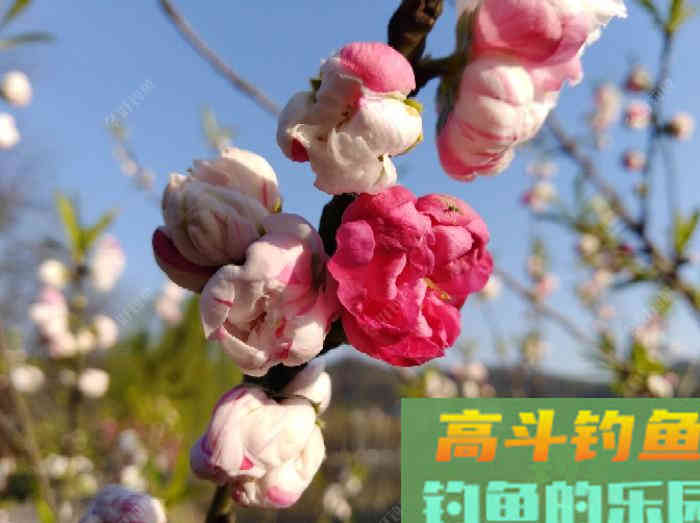 闲谈下野钓调漂的问题