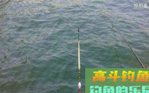 黑坑钓鱼调漂绝招：动态调钓法