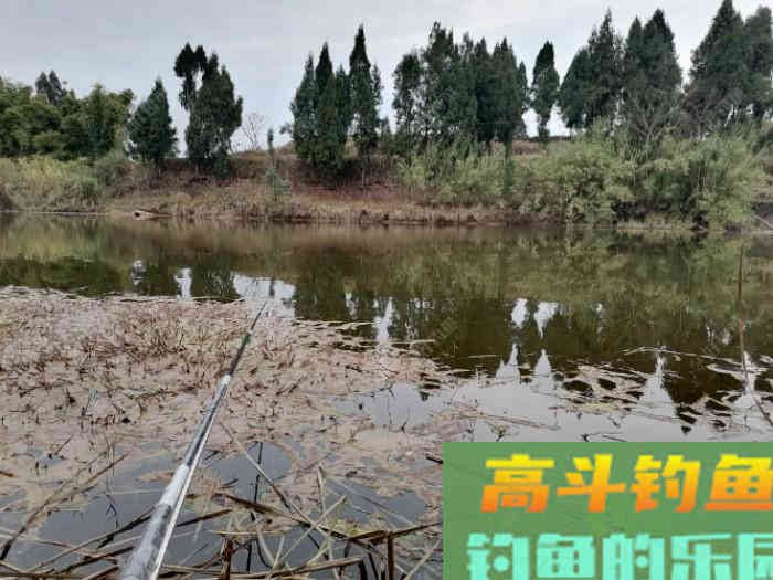 虫饵垂钓，钓灵还是钓顿？看看怎么调