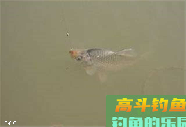 七星漂的调漂方法，针对钓鲫鱼鲤鱼