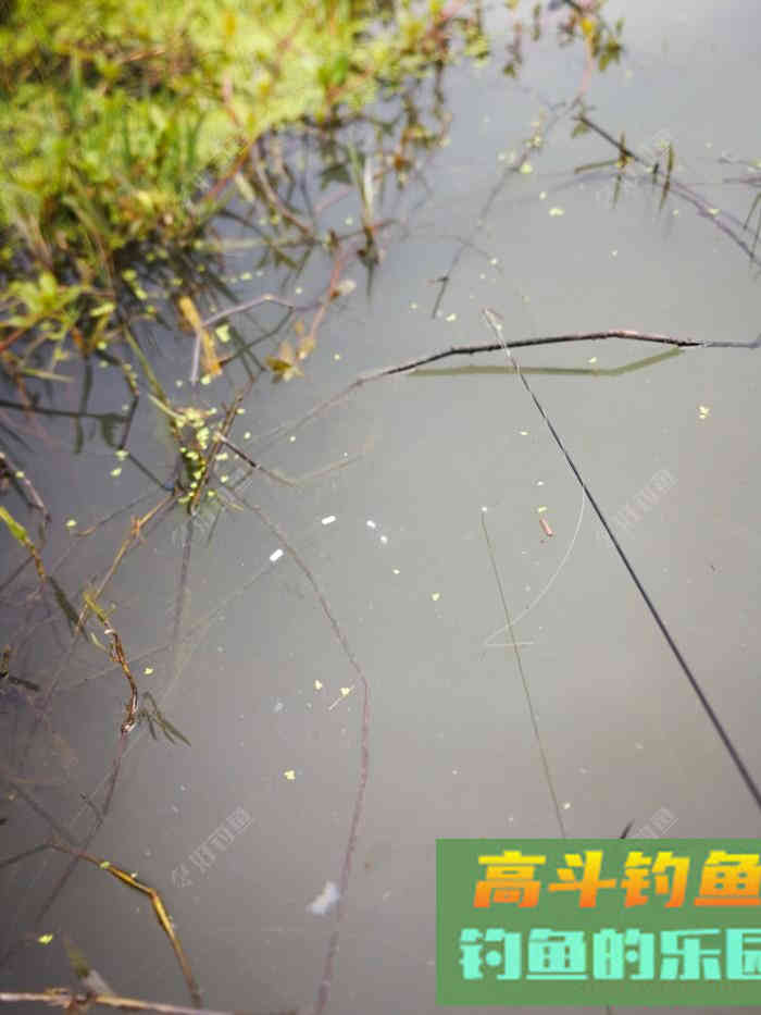 谈一谈七星漂的使用间距问题
