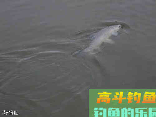 浮漂的灵与钝是什么意思？切勿只看字面意思