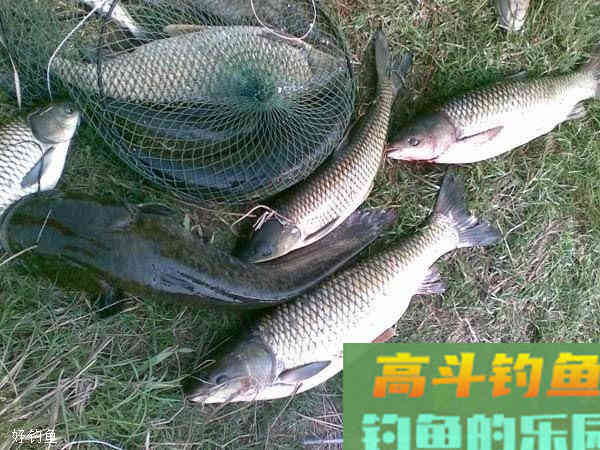 台钓调漂最重要的不是调几目，而是钓几目