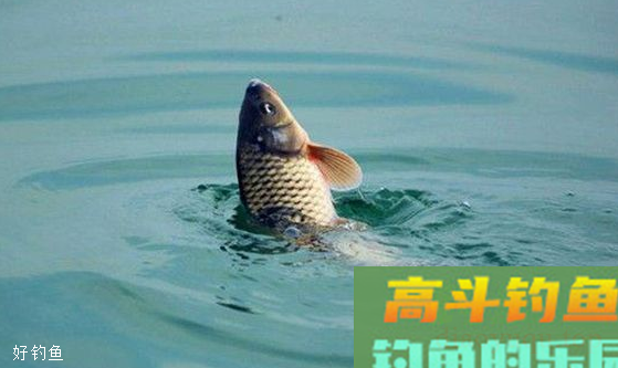 野钓中怎么半水调漂？