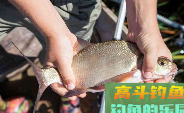 自然水域作钓会调漂就能上鱼吗？学会这两点野钓调漂上鱼多