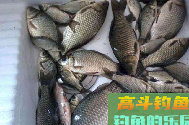 鱼情不好时，我只需这样调整浮漂