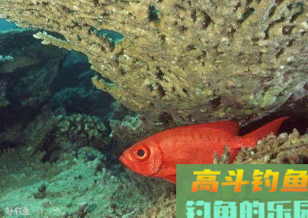 钓鱼调漂找底没有那么难