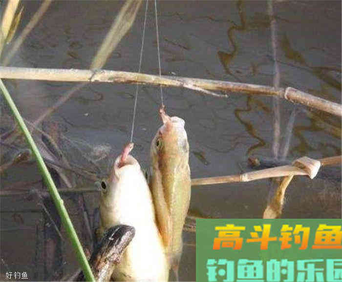 三种常见调漂方法，适合大部分鱼情水情